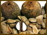Castanha do Pará em Casca 250 gramas